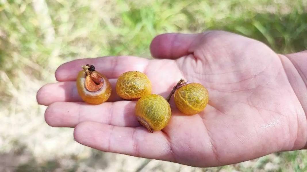 Türkiye’nin İlk Sabun Cevizi Endüstrisi Adana’da Kuruluyor! 2